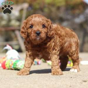 Glen, Cavapoo Puppy